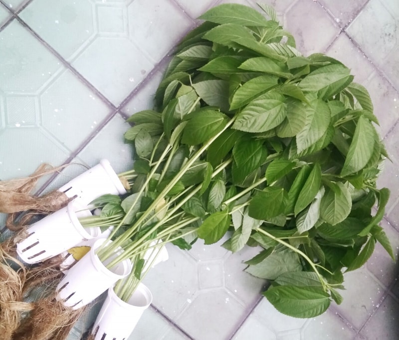 Hạt giống rau đay trắng 10gr