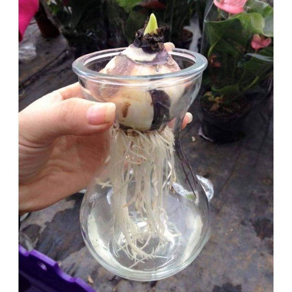 CỦ HOA TULIP NHIỀU MÀU tặng kèm hạt hoa