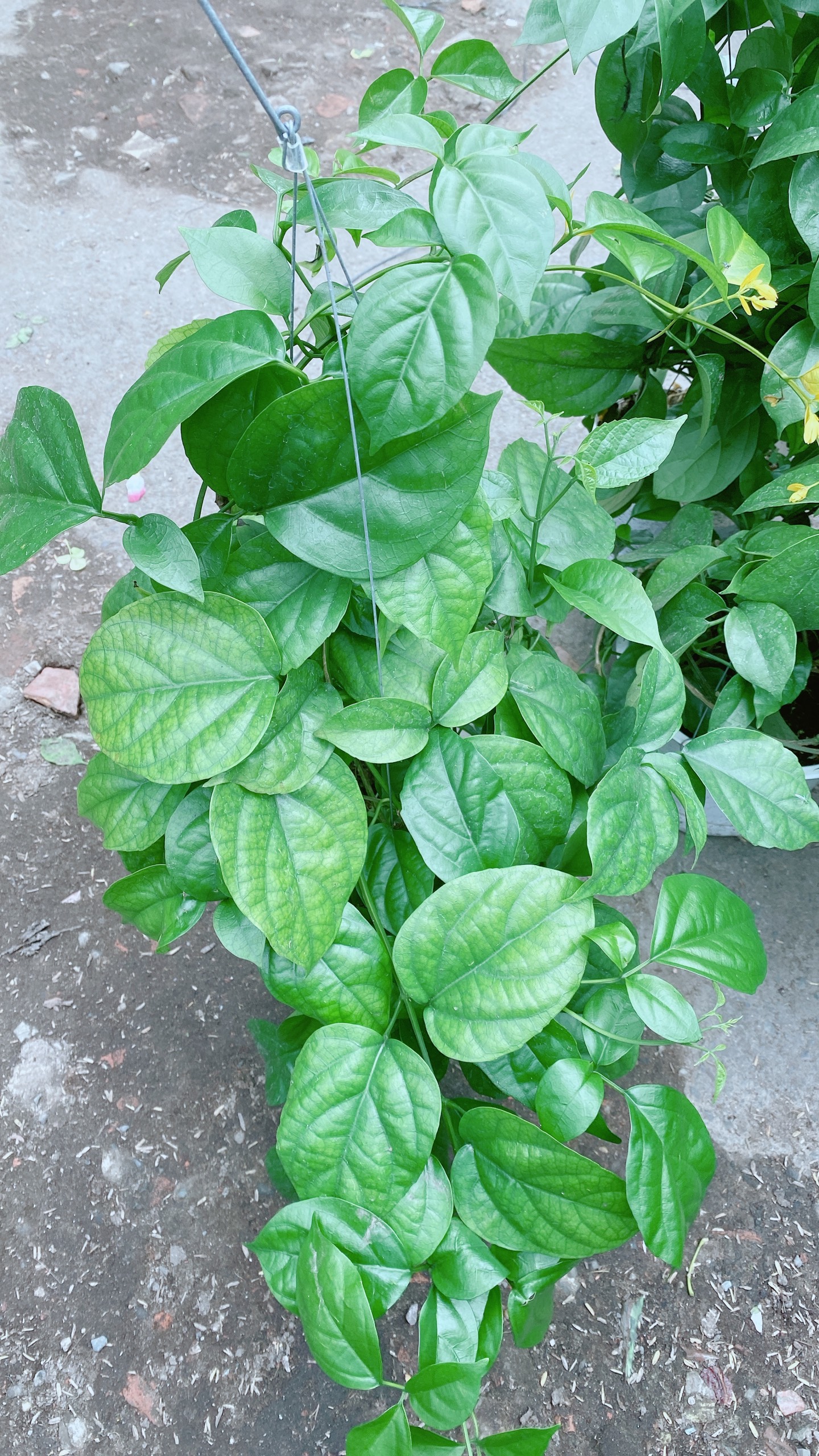 Cây Lan Hoàng Dương Thái