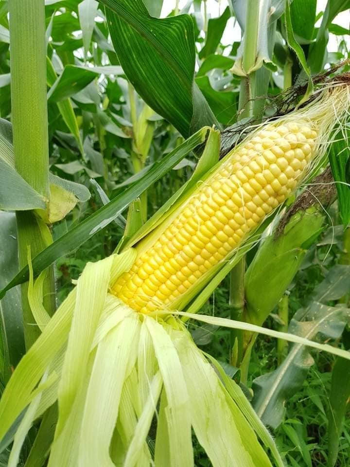 Hạt giống ngô ngọt MIN 5 gói 100 gram