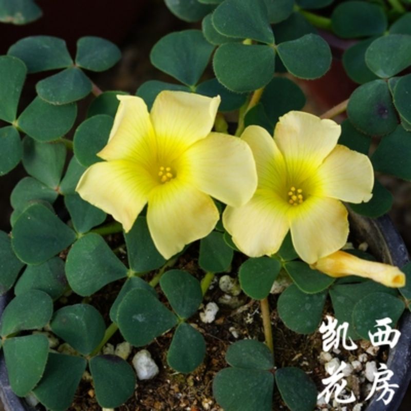 củ hoa oxalis dòng purpurea