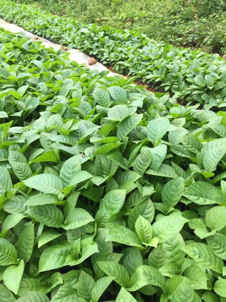100 gram hạt gáo trắng giống