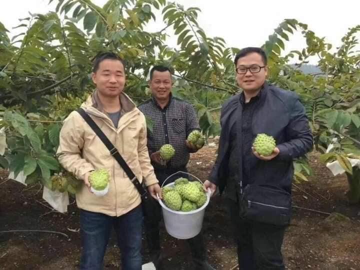 Cây Giống Na Đài Loan