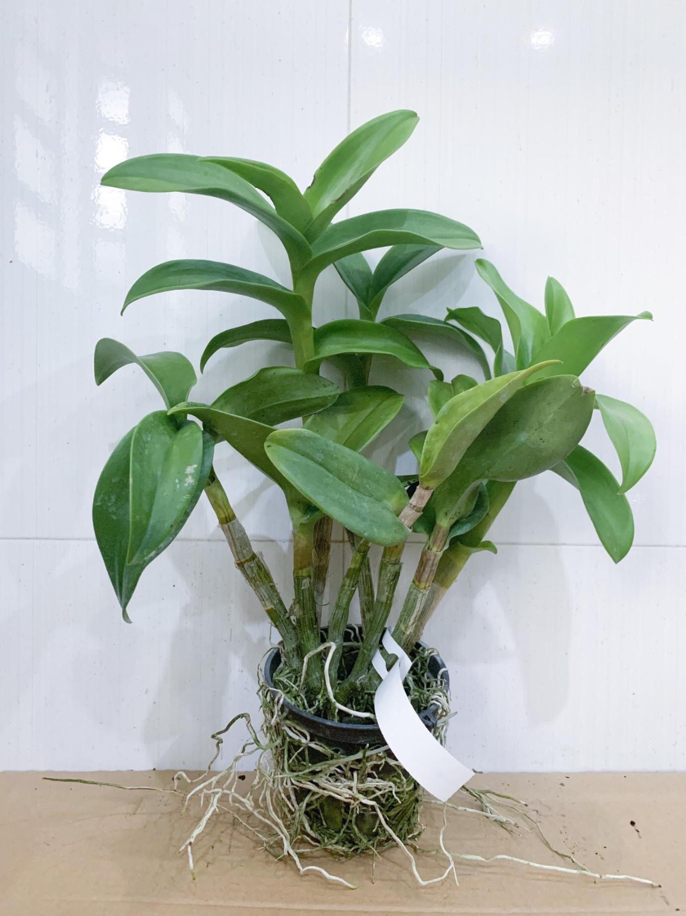 HOA LAN ĐỎ MĂNG CỤT