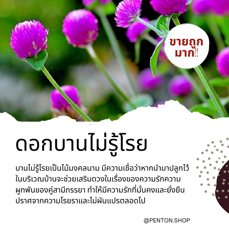 My Image 41