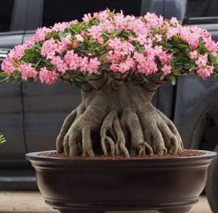 Hạt giống cây hoa sứ kim tự tháp - Gói 5 hạt