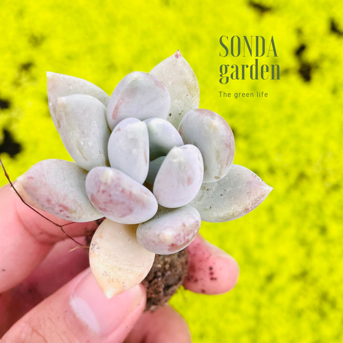 SEN ĐÁ SỎI XANH SIZE MINI LỖI 1 ĐỔI 1