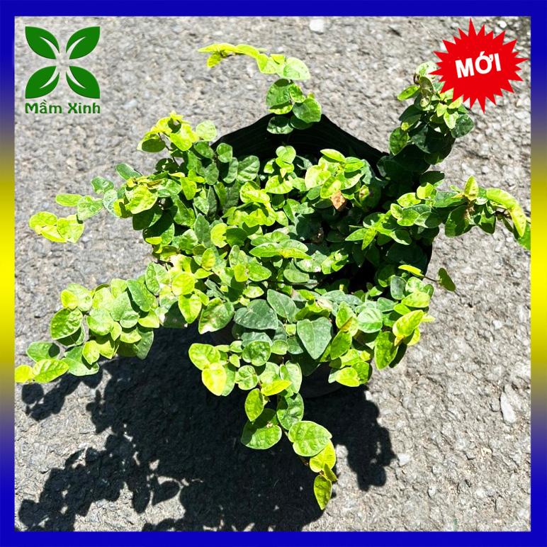 Cây Thằn Lằn (Cây Vảy Ốc bám tường) Mầm Xinh