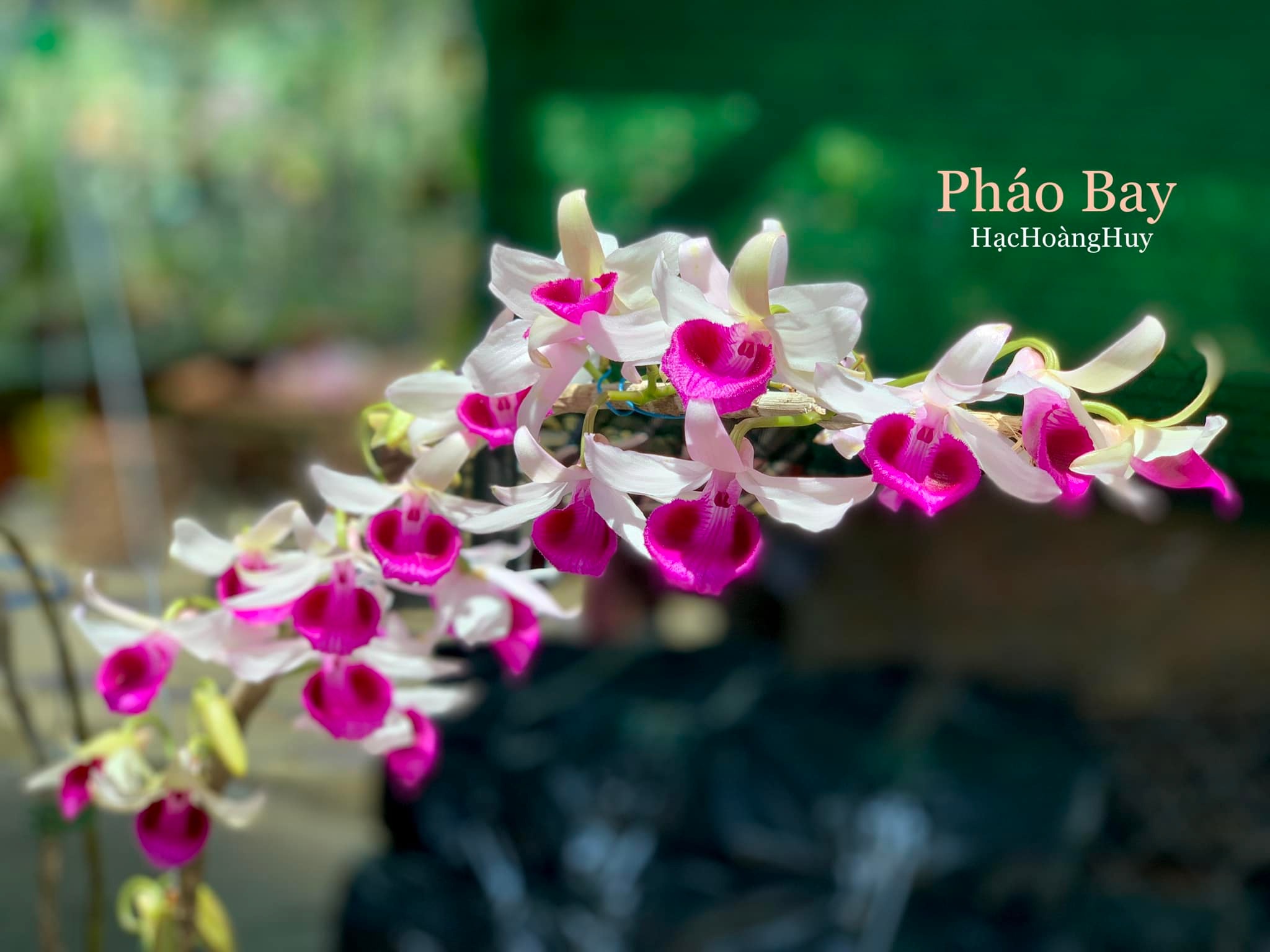 [Rẻ vô địch] Phi điệp bệt Pháo Bay hàng giống