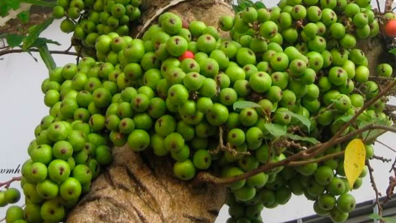 Quả sung phơi khô 1 ký lát mỏng