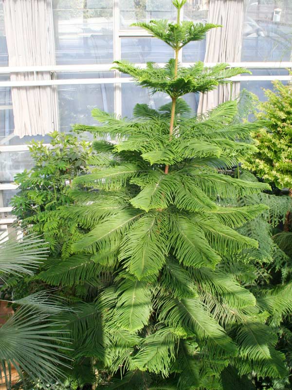 Cây tùng bách tán - cây giống nhỏ