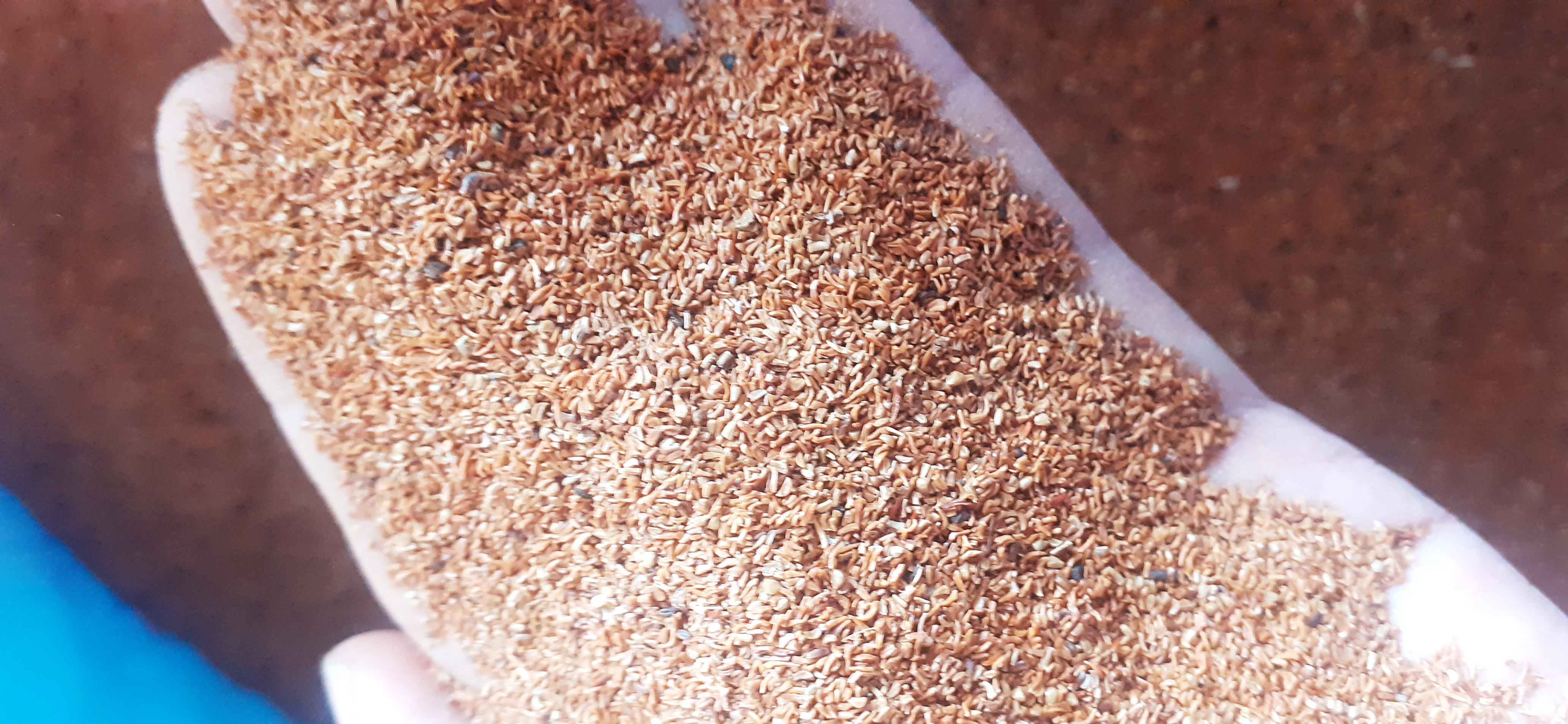 50 gram hạt giống bạch đàn trắng