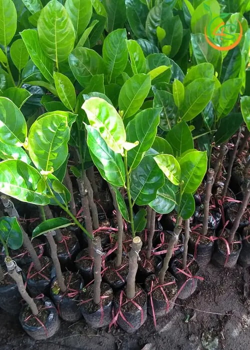 Cây giống mít không hạt, cây mít ghép (tặng xơ dừa)
