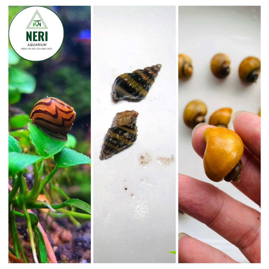 Men vi sinh VS BIO cho hồ cá