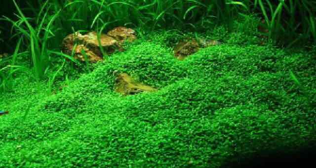 Hạt Trân Châu Lá Lớn- Hạt Giống Thuỷ Sinh