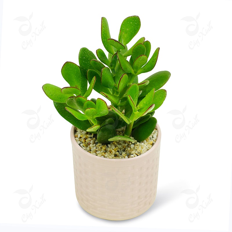 Chậu CÂY SEN ĐÁ NGỌC BÍCH (sen đô la)