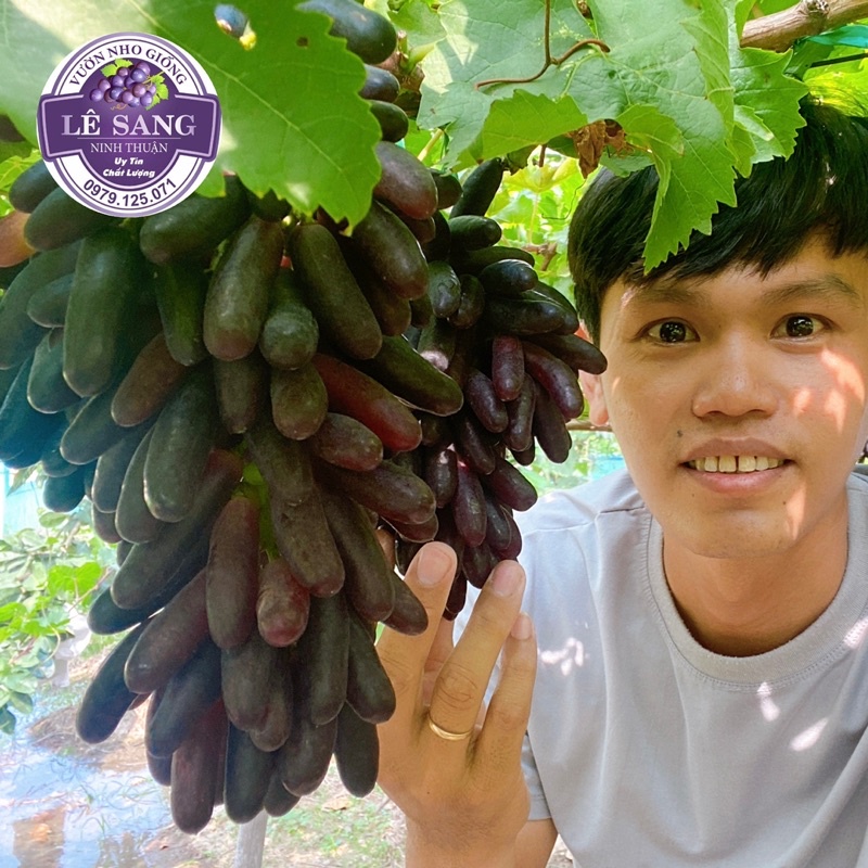 Cây Nho Giống Ngón Tay Đen Không Hạt (Tặng phân bón khi 2 Cây trở lên)