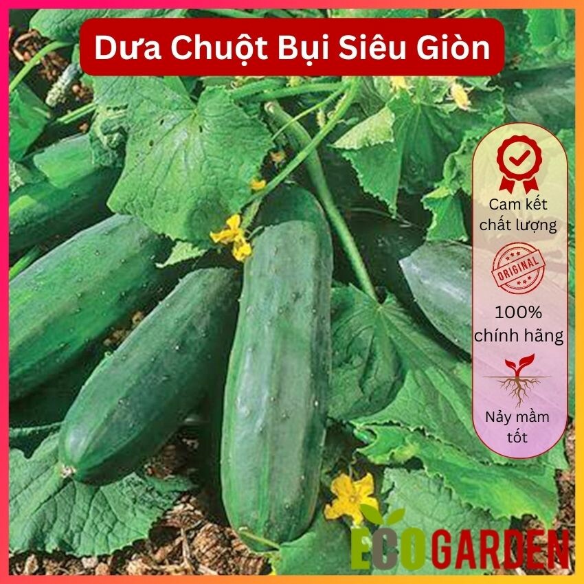 Hạt Giống Dưa Chuột Bụi Siêu Giòn (10 Hạt) ( ECO.493)