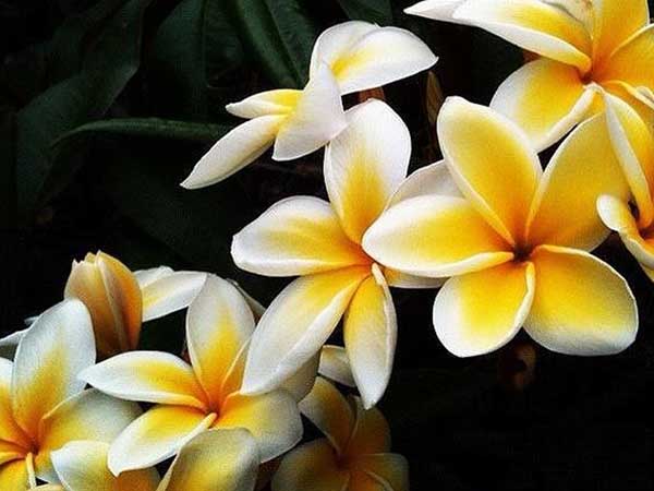 cây giống HOA SỨ ĐẠI TRẮNG ( hoa Chăm Pa)
