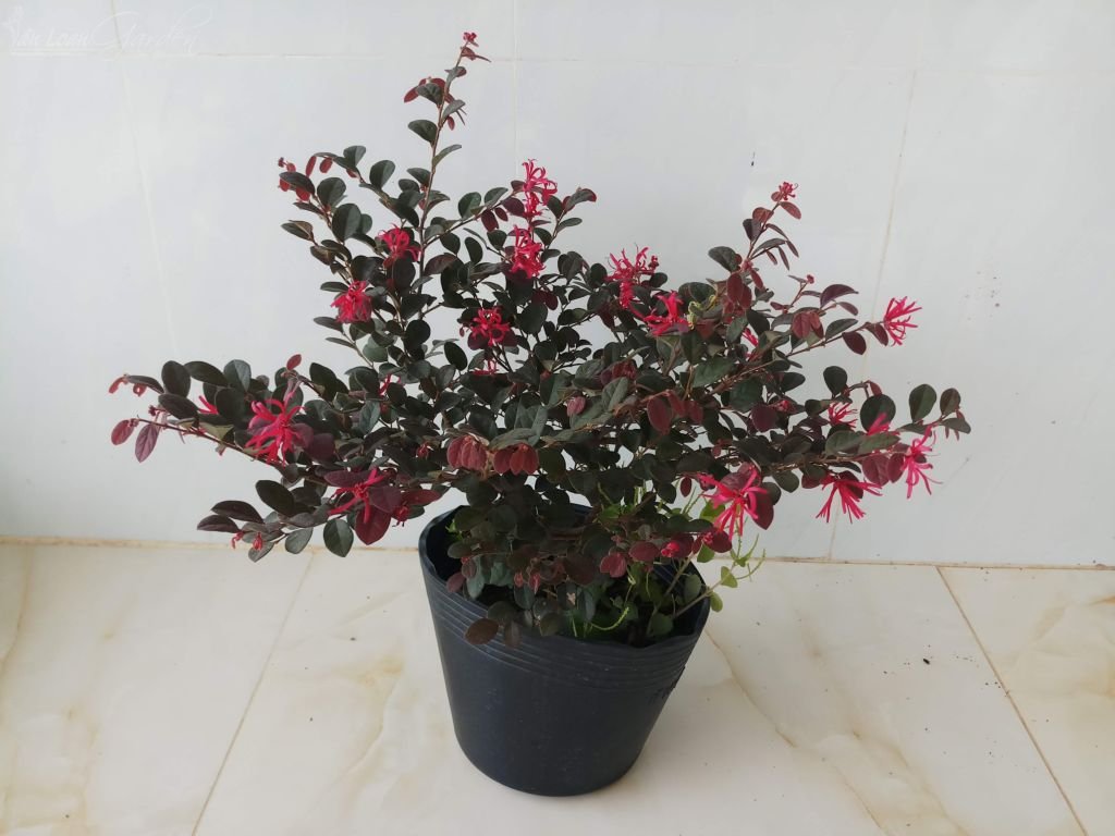 Cây Hồng Phụng - cây cảnh để bàn