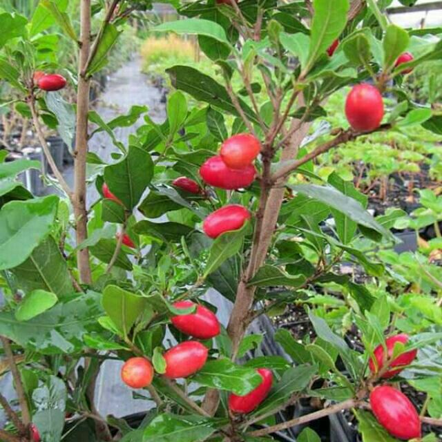 CÂY GIỐNG CÂY THẦN KỲ [ Cây giống cao 20cm ] [RẺ HƠN HOÀN TIỀN] _)