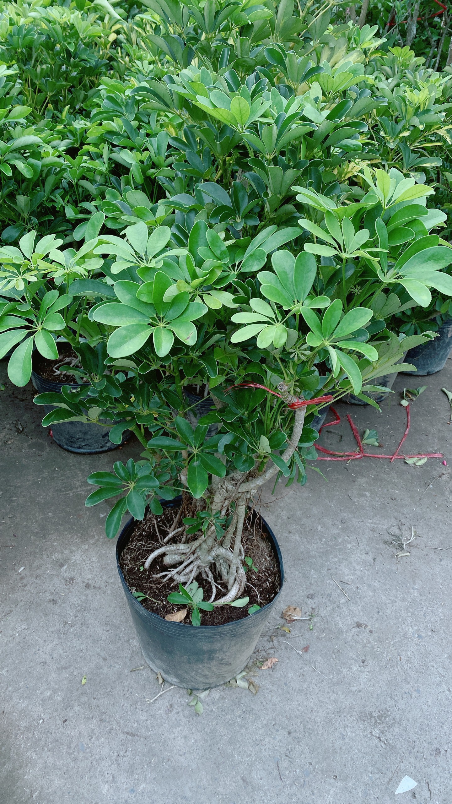 Cây Ngũ Gia Bì Lớn