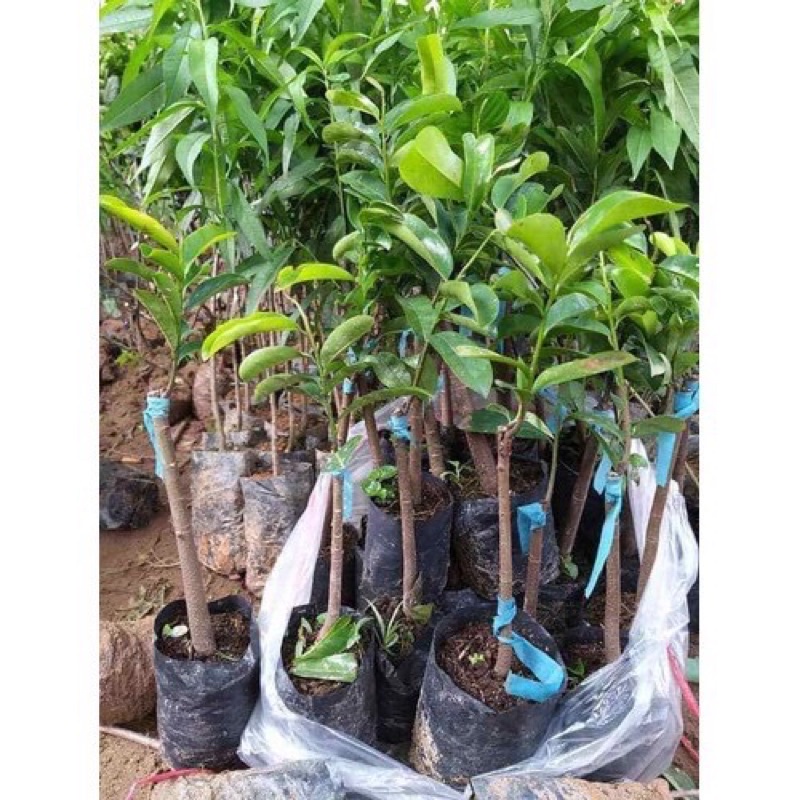 Cây mãng cầu xiêm ( mãng cầu gai) cao 50-70 cm