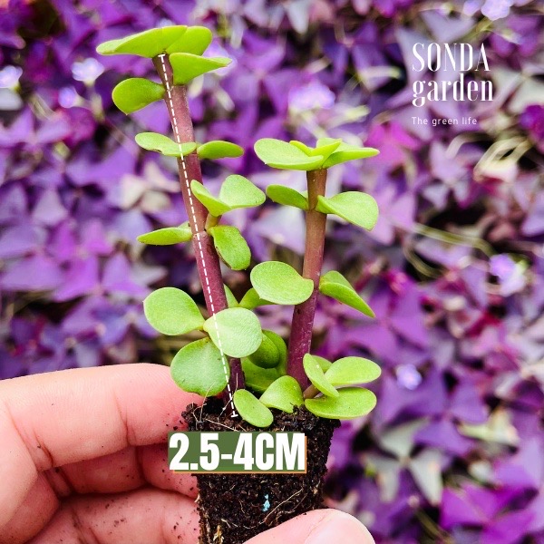 SEN ĐÁ ĐÔ LA SIZE MINI, LỖI 1 ĐỔI 1