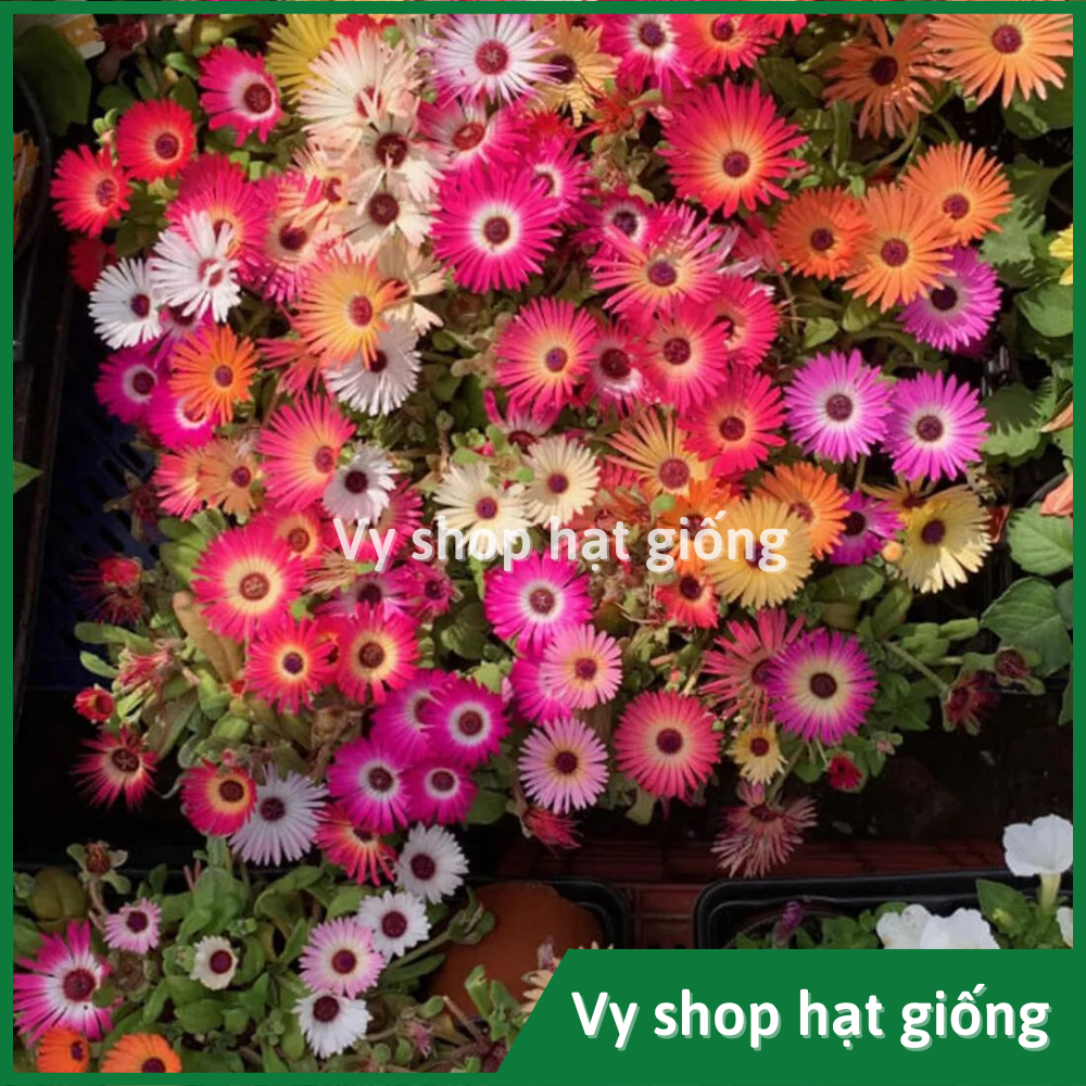 Hạt giống hoa mười giờ châu phi (Mesembryanthemum) gói 300 hạt mix màu