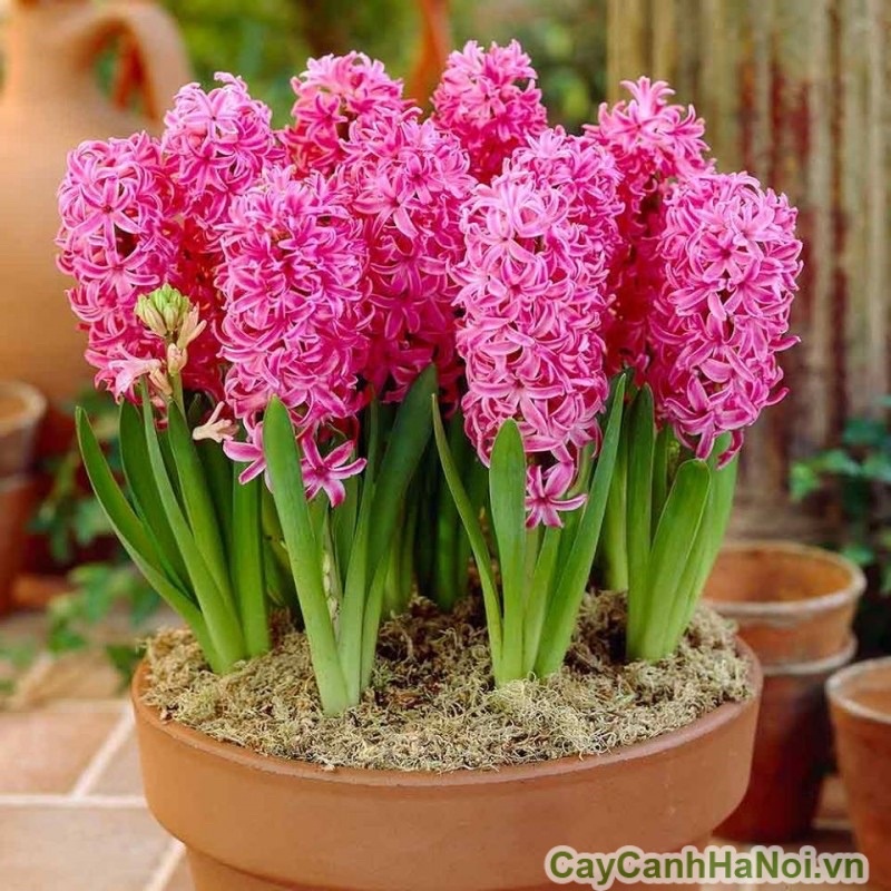 Củ hoa tiên ông giá sỉ(10 củ) HOA TẾT