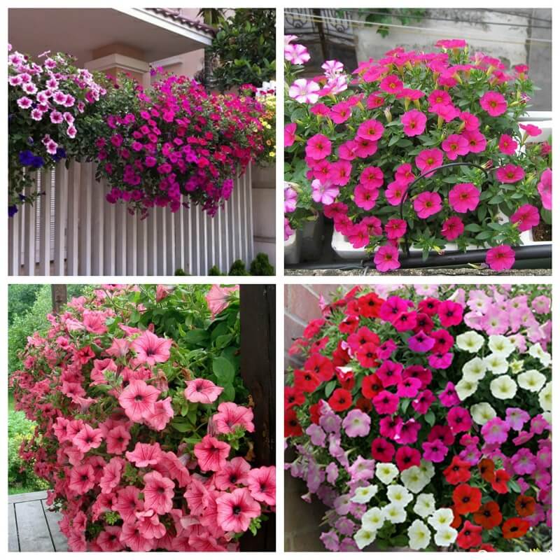 Hạt giống hoa dạ yến thảo rủ petunia mix nhiều màu sắc