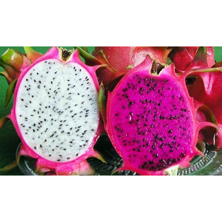 bầu cây giống thanh long đỏ ngọt bình thuận