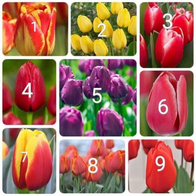 Củ hoa Tulip Hà lan trồng tết. 1Củ