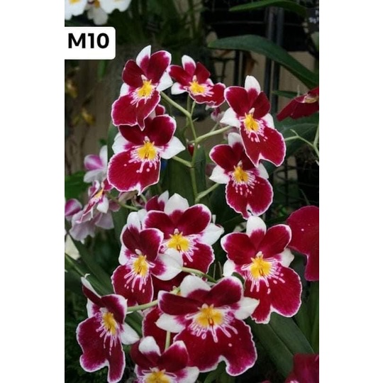 Hoa lan vũ nữ motonia(4 cây) cực thơm HOA TẾT