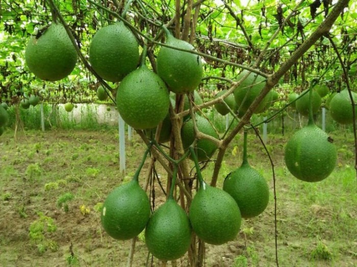 Cây giống Gấc nếp cao sản