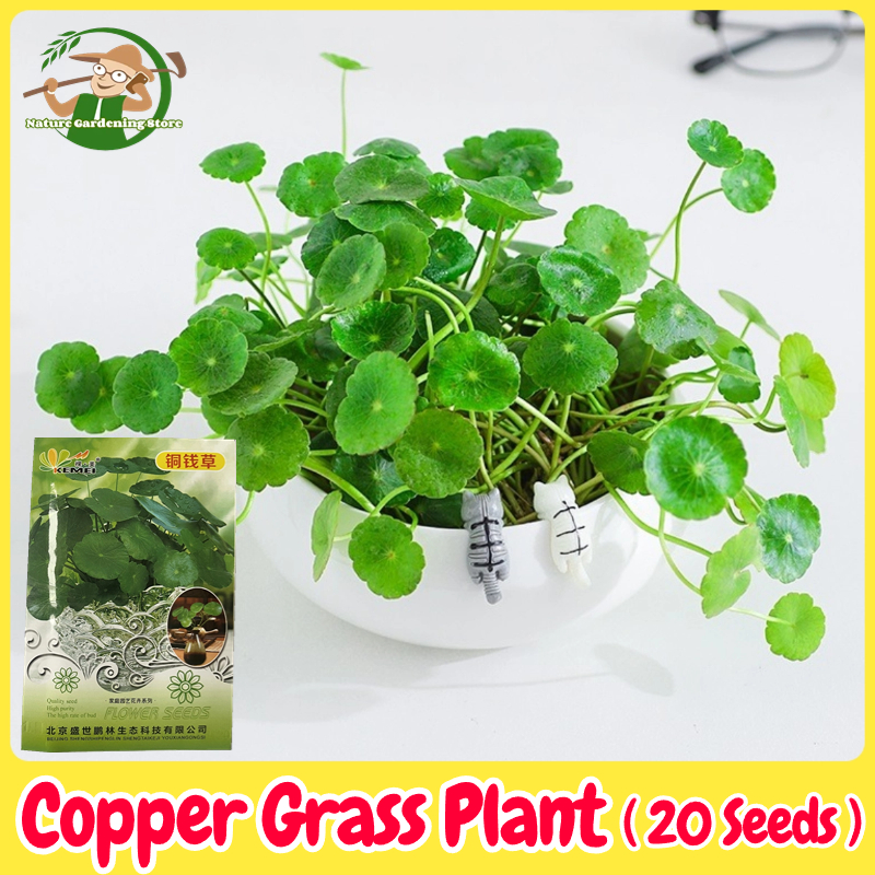 100% Legit Copper Grass Plant Seeds for Planting & Gardening (20 Seeds) Copper  Money Grass Hydroponic Plant Seeds Potted Copper Grass Pilea Bonsai Tree  Live Plant Seed Air Purifying Indoor Plants Outdoor