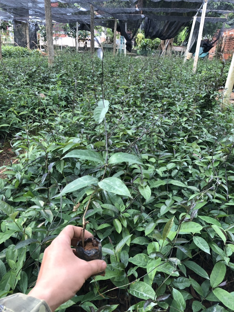 CÂY GIỐNG BA KÍCH TÍM