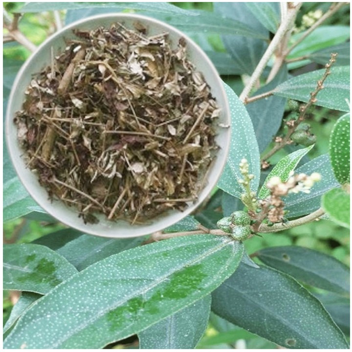 cây khổ sâm cho lá (Khổ sâm Bắc Bộ, Cây cù đèn)- cây giống