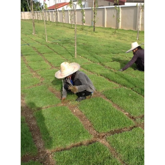 Hạt giống cỏ thảm cảnh cỏ bermuda - chịu hạn hán tốt