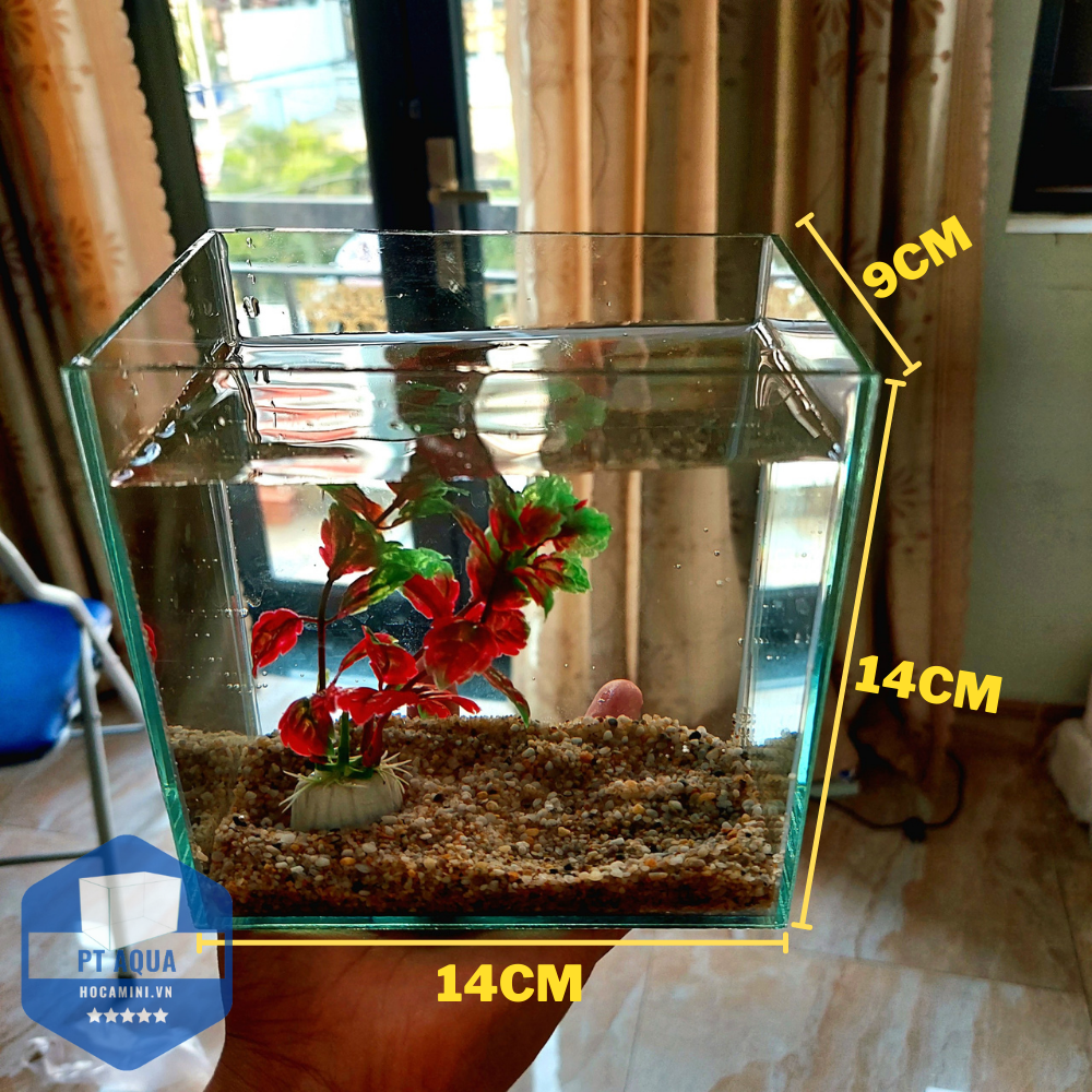 Bể cá mini Betta nhỏ xinh để bàn