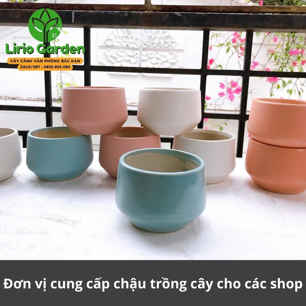 Chậu cây hình hạt dẻ nhỏ