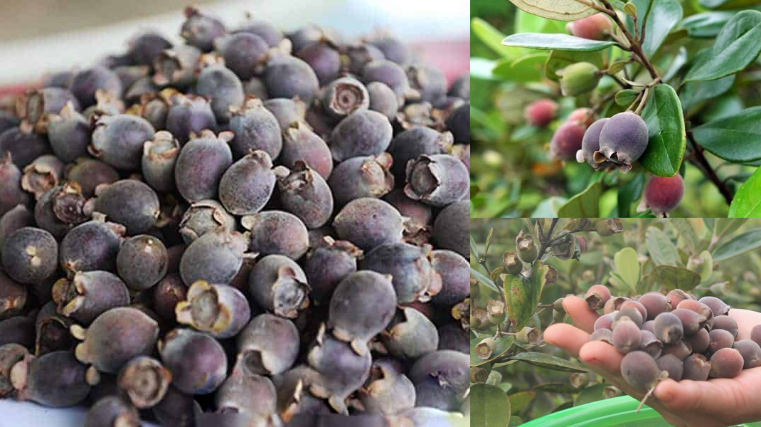 cây giống sim rừng - làm cảnh và ăn quả