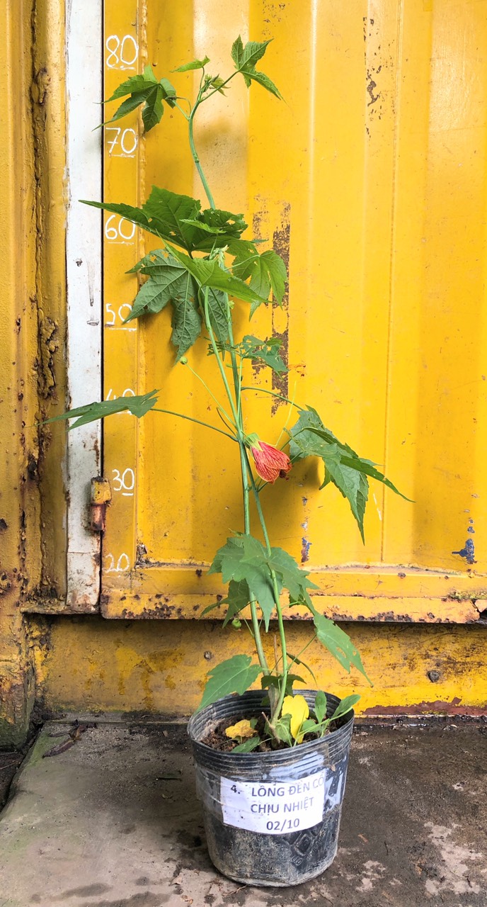 Cây hoa đèn lồng Abutilon pictum