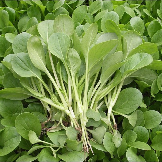 Hạt Giống Cải Ngọt Bông Ăn Non (20gr)