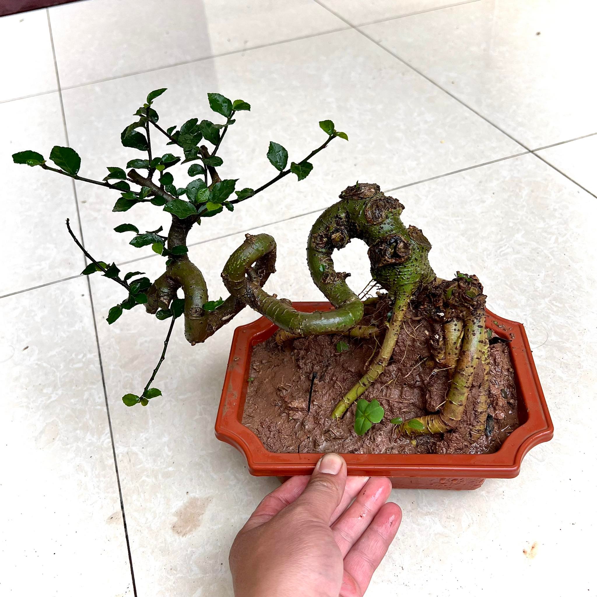 Cây duối bonsai mini để bàn