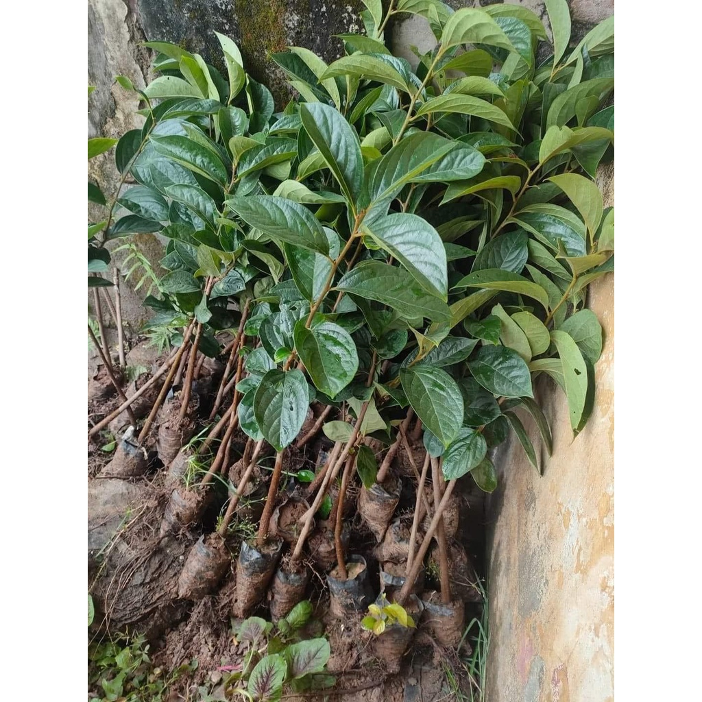 CÂY GIỐNG HỒNG GIÒN KHÔNG HẠT  (cao 40-50cm)
