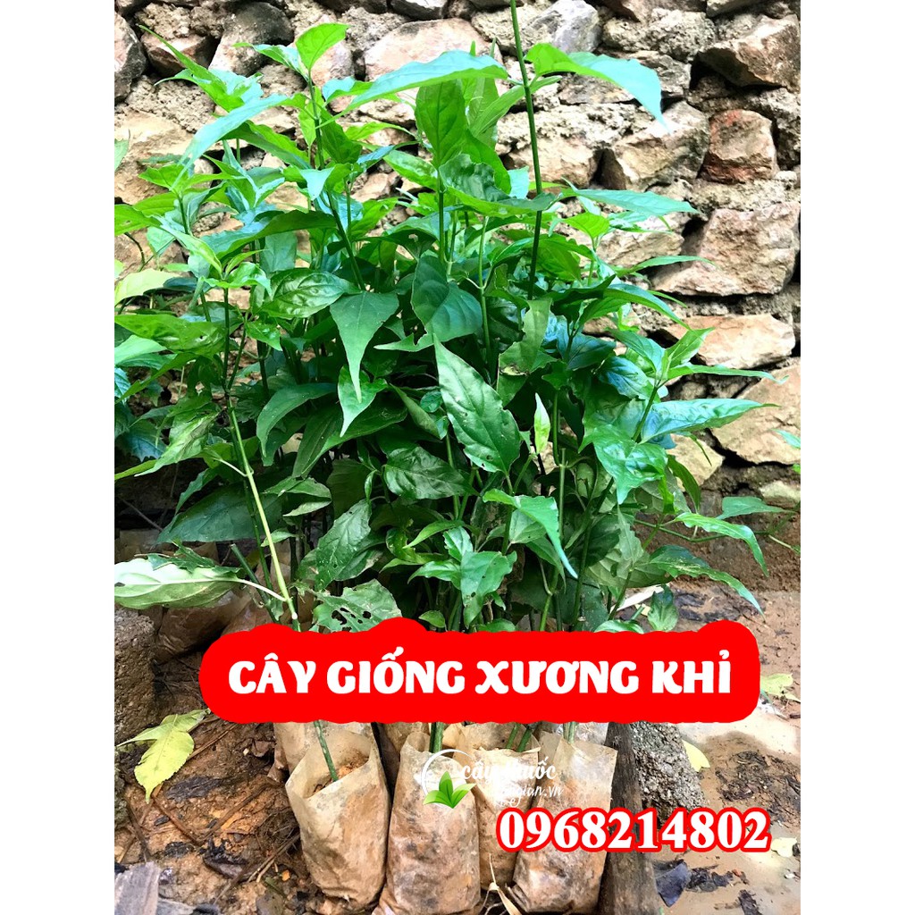 Cây giống xương khỉ chuẩn 100%