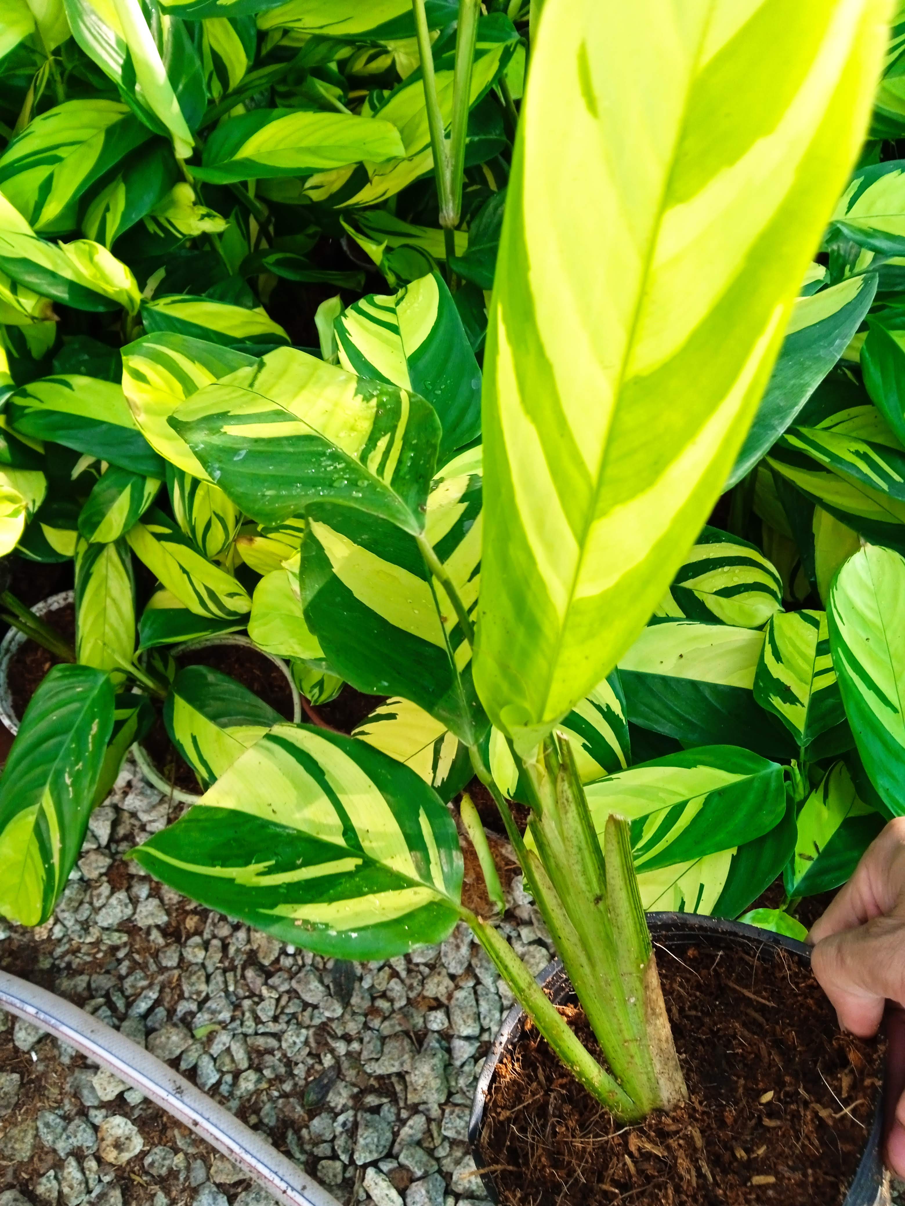 Cây đuôi công vân vàng - Calathea Golden Mosaic
