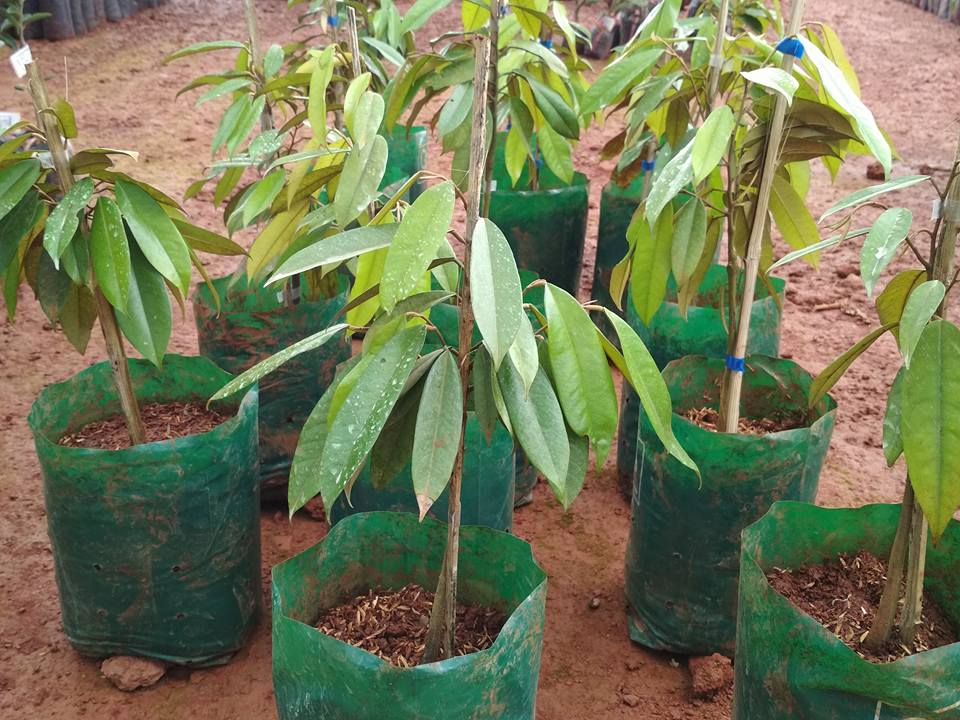 CÂY GIỐNG SẦU RIÊNG MUSANG KING (GIỐNG SẦU RIÊNG MALAYSIA HẠT LÉP)