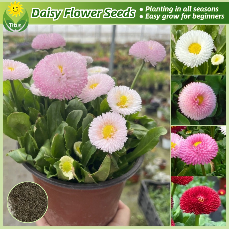 100 Legit Daisy Flower Seeds for Planting & Gardening (200pcs, Mixed